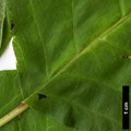 SpeciesSub: f. rishiriensis